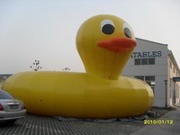 big duck.jpg